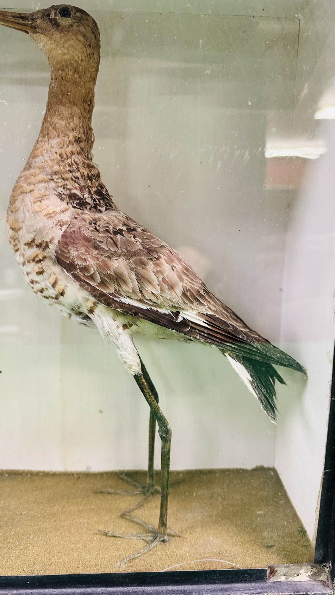 A VICTORIAN CASED TAXIDERMY STUDY OF A WADING BIRD - W 32CM X H 41CM X D 14CM. - Image 3 of 6