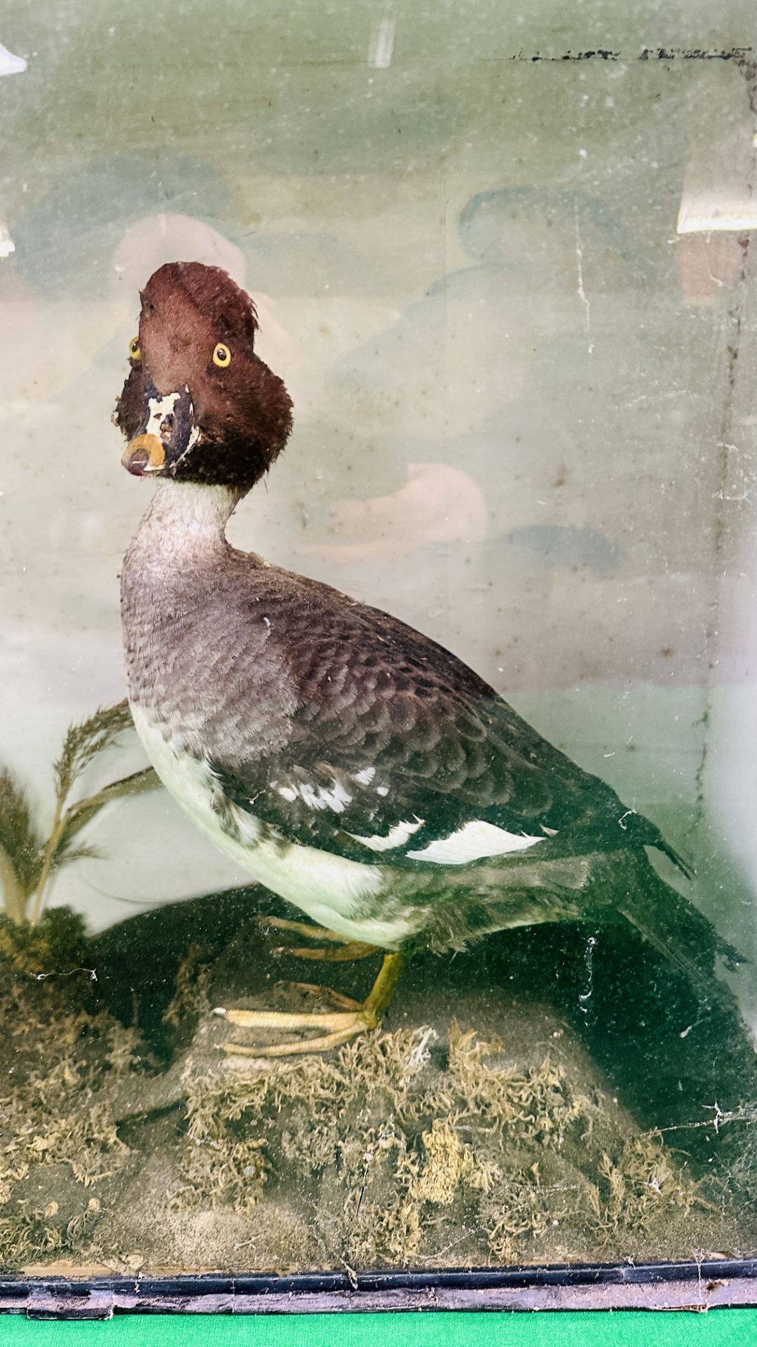 A VICTORIAN CASED TAXIDERMY STUDY OF A GOLDEN EYE AND SHOVELER DUCK, - Image 2 of 6