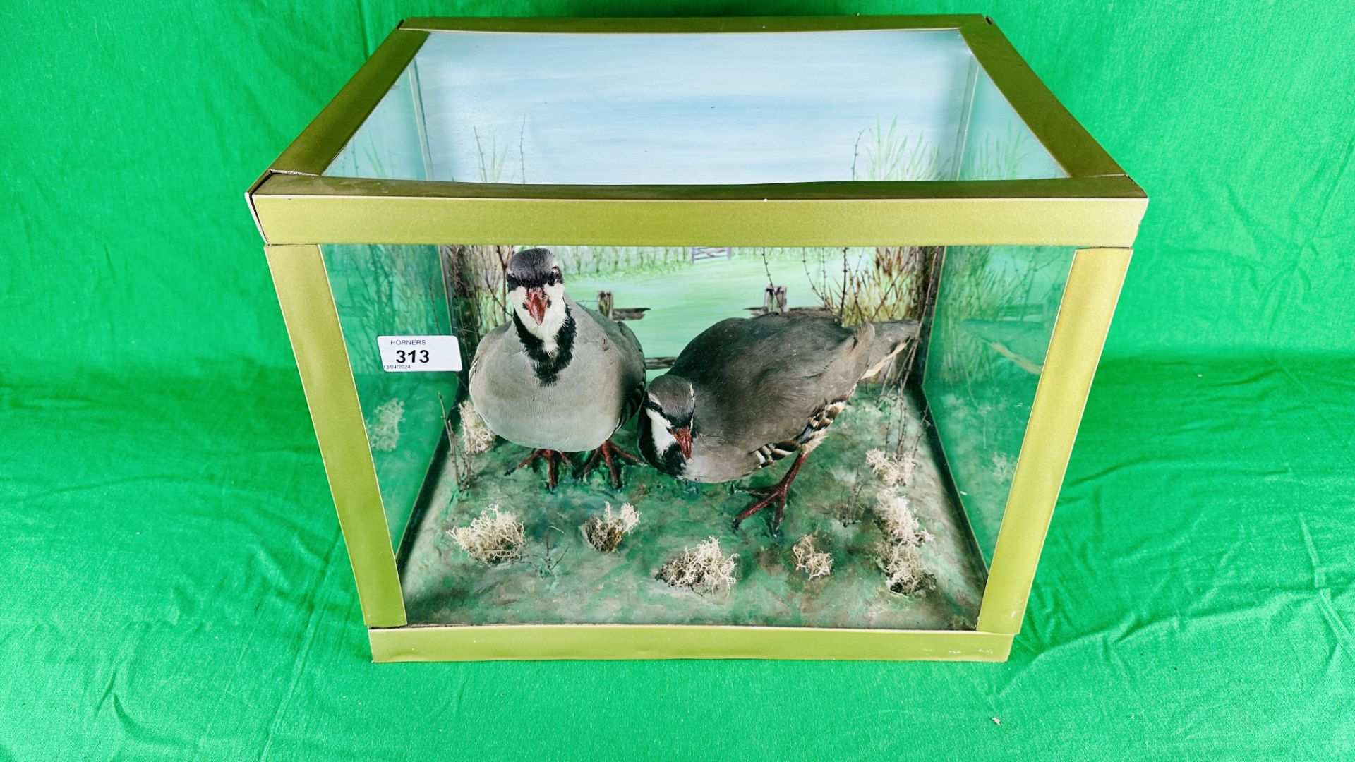 A TAXIDERMY STUDY OF TWO MOUNTED PARTRIDGES - Image 5 of 7