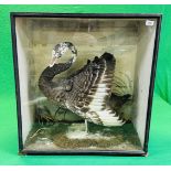A VICTORIAN CASED TAXIDERMY STUDY OF A BLACK SWAN, IN A NATURALISTIC SETTING - W 72.