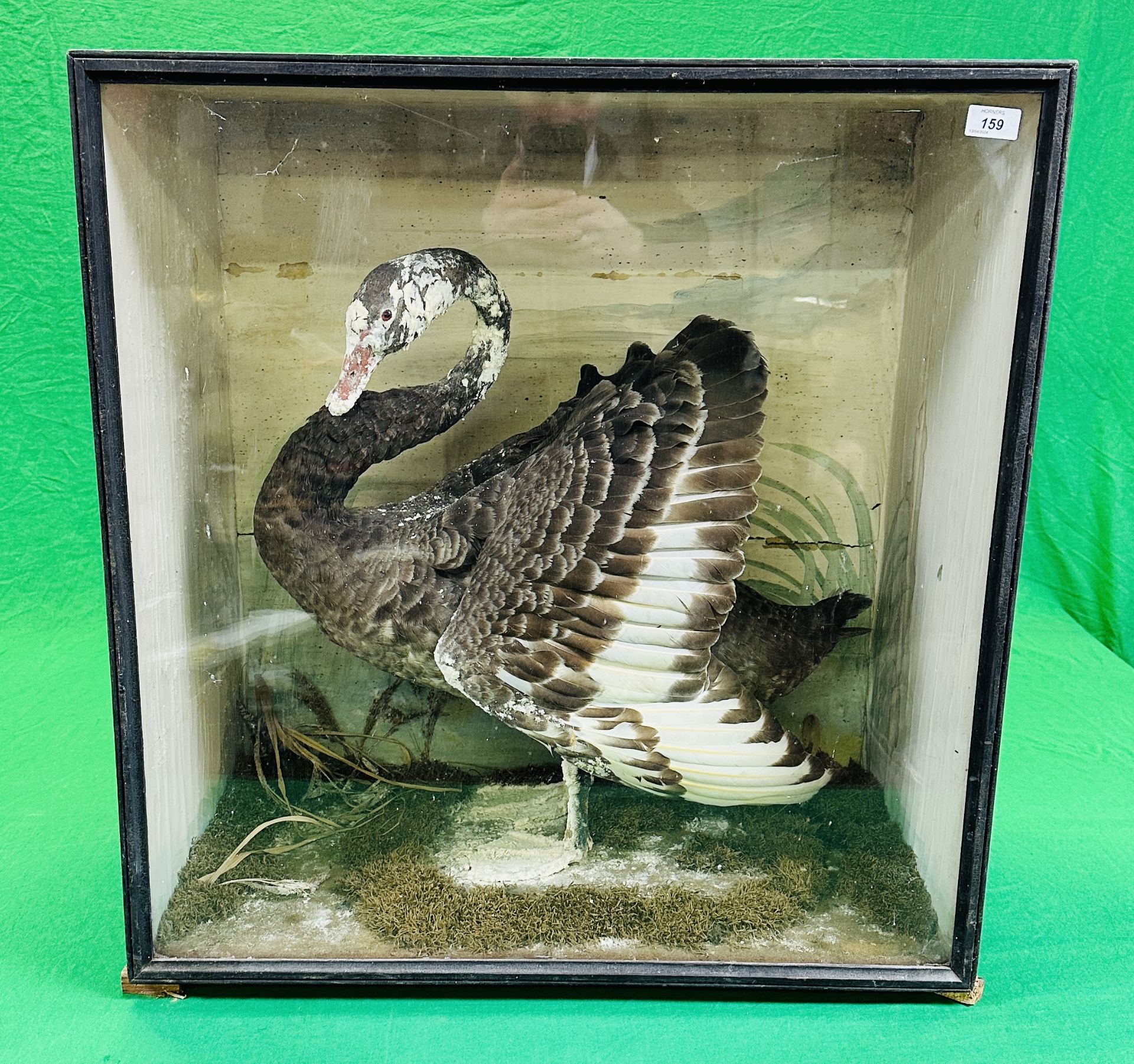 A VICTORIAN CASED TAXIDERMY STUDY OF A BLACK SWAN, IN A NATURALISTIC SETTING - W 72.