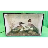 A VICTORIAN CASED TAXIDERMY STUDY OF A GOLDEN EYE AND SHOVELER DUCK,
