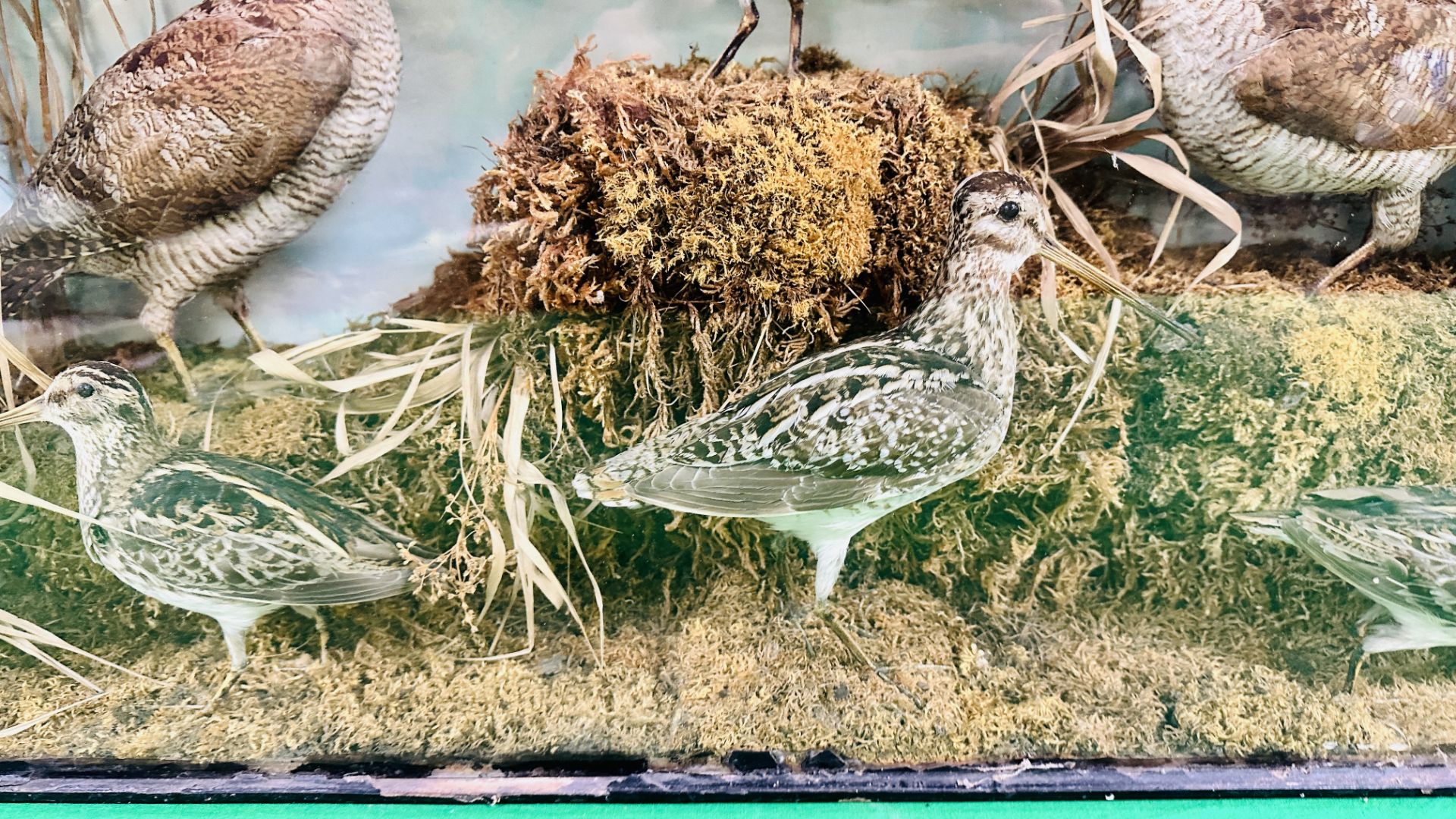 A VICTORIAN CASED TAXIDERMY STUDY DEPICTING SNIPE & WOODCOCK, - Image 5 of 8