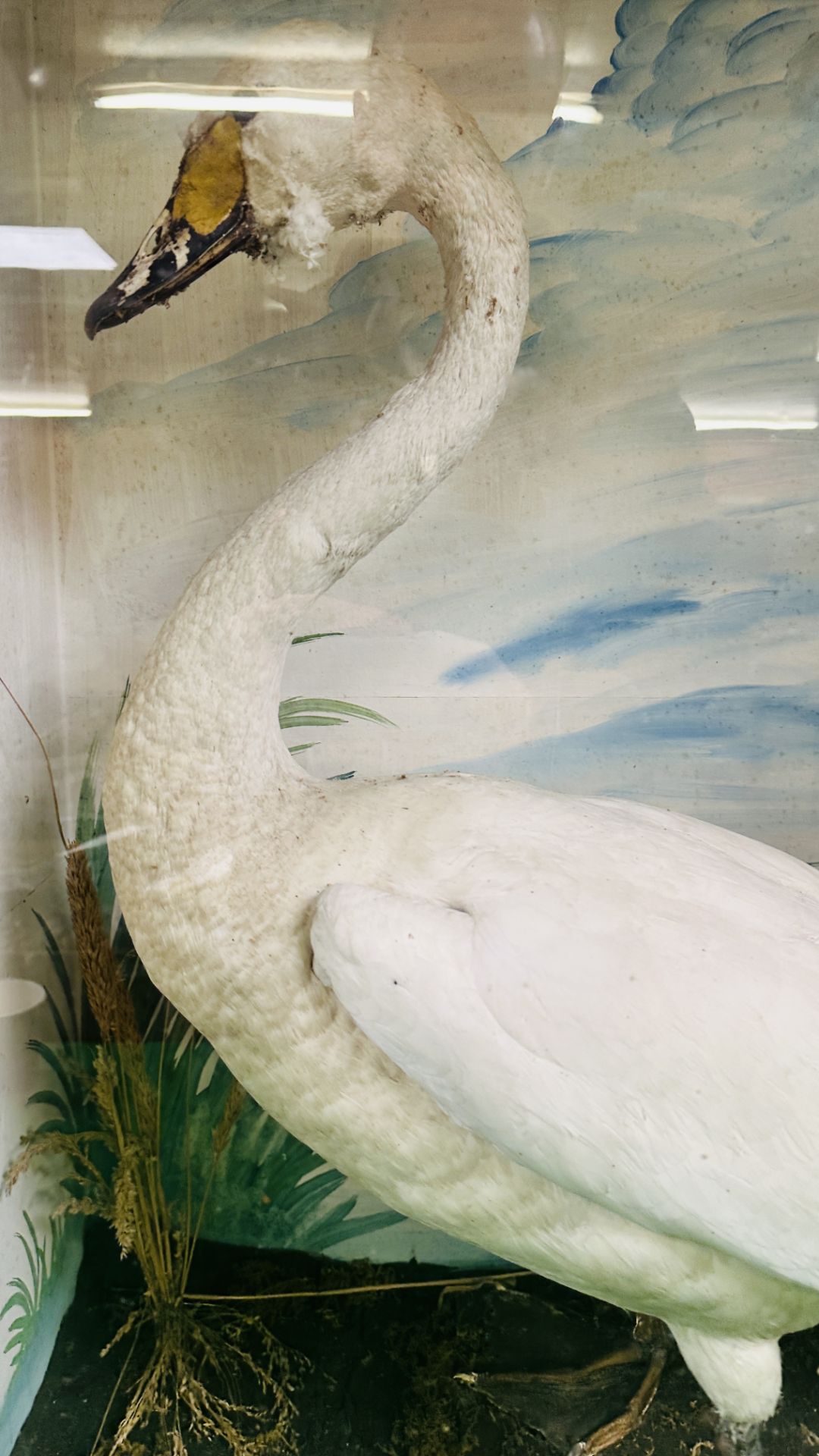 A VICTORIAN CASED TAXIDERMY STUDY OF A SWAN, IN A NATURALISTIC SETTING - W 72.5CM X H 88CM. - Image 3 of 6