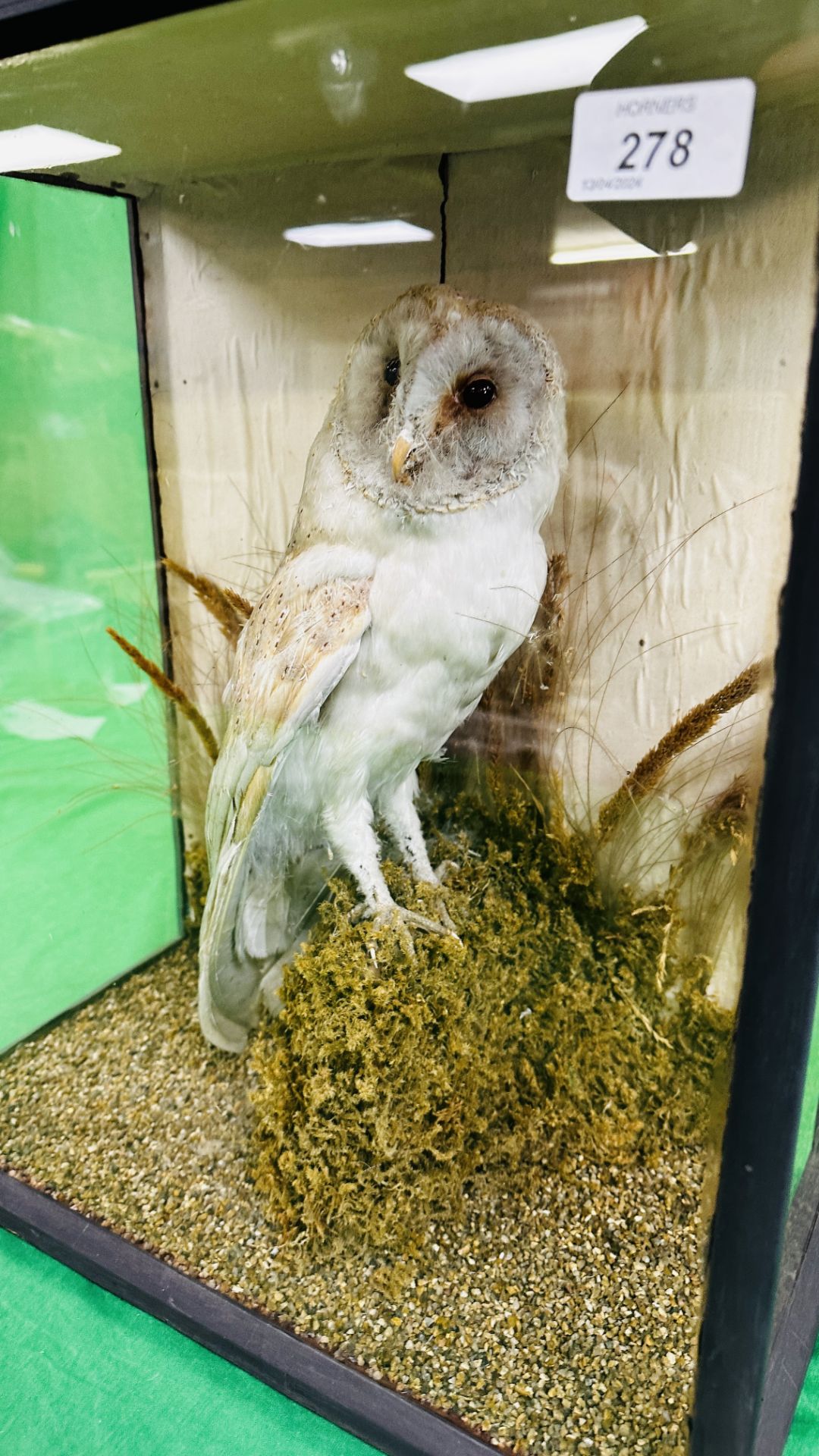 A CASED VICTORIAN TAXIDERMY STUDY OF A OWL, W 43CM X D 24CM X H 48CM. - Image 8 of 8