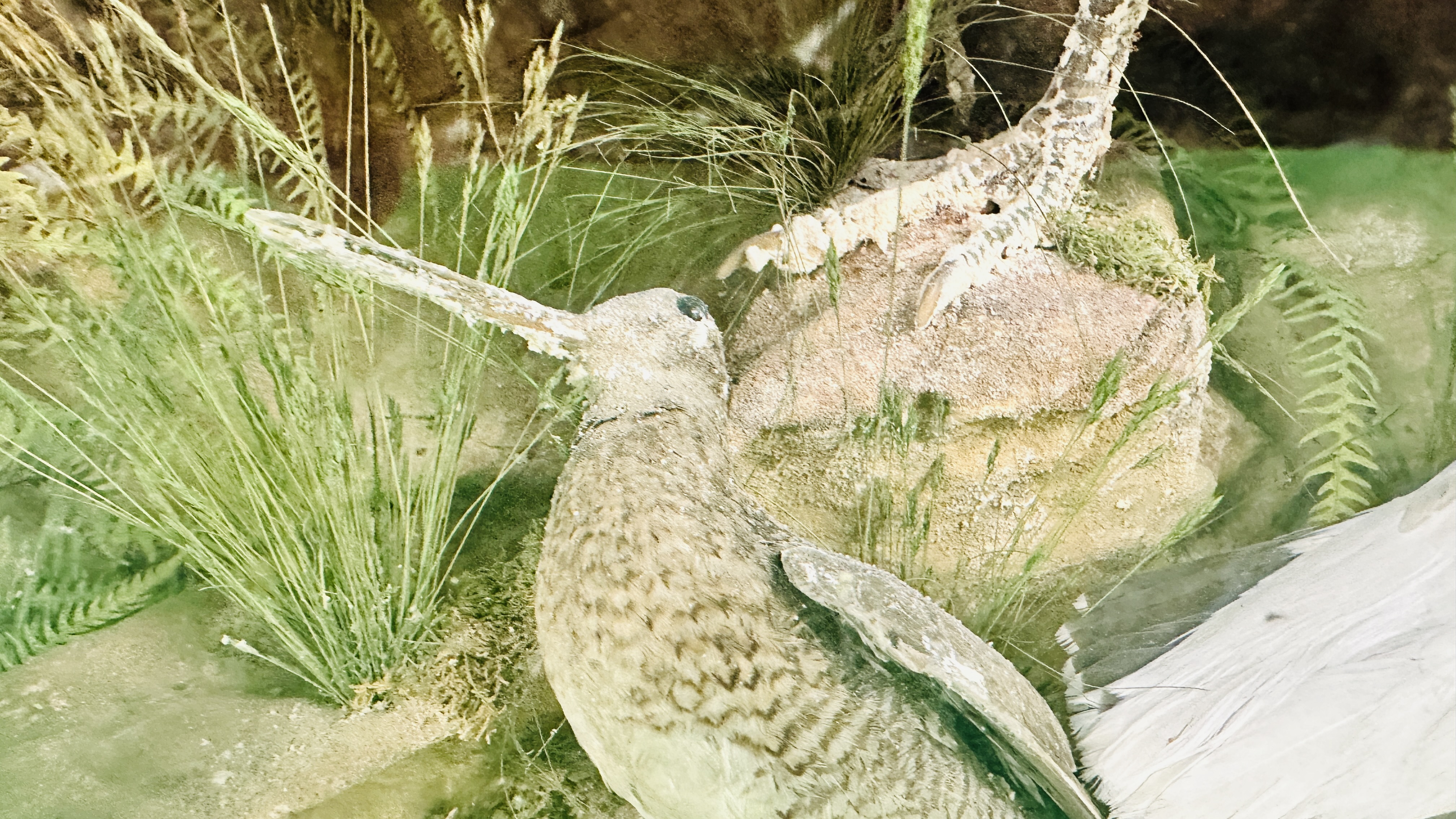 A VICTORIAN CASED TAXIDERMY STUDY OF MULTIPLE BIRDS INCLUDING SNIPE, KINGFISHERS AND GAME BIRDS, - Image 5 of 12