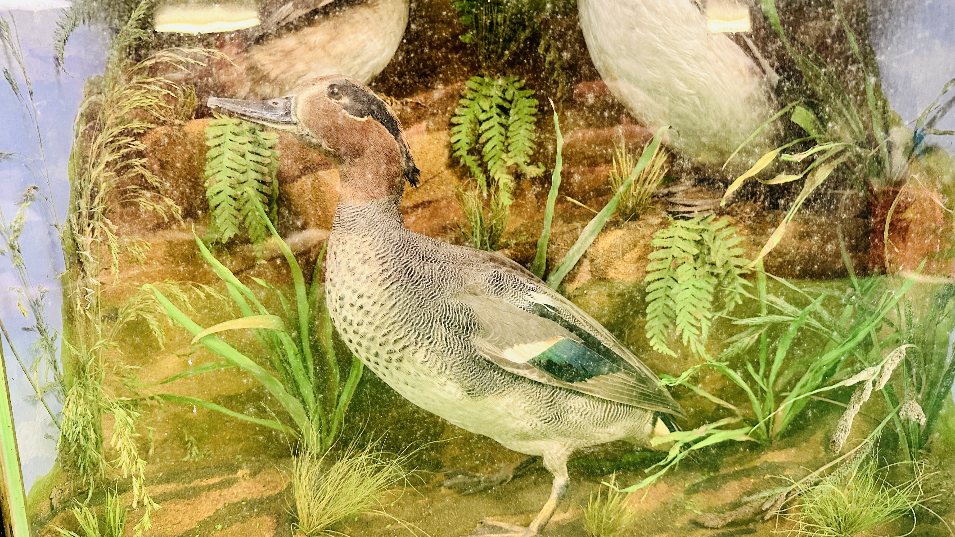 A VICTORIAN CASED TAXIDERMY STUDY DEPICTING A TEAL & TWO GREBES, - Image 3 of 7