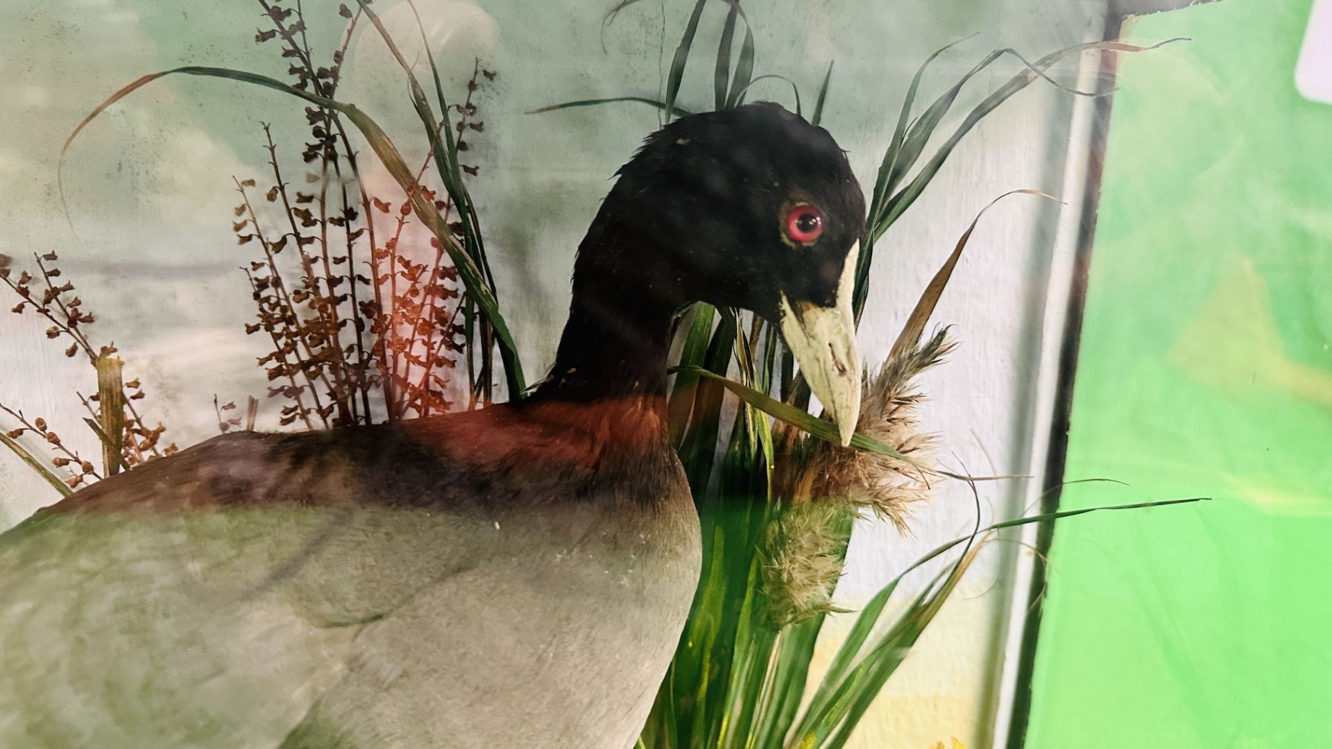 A VICTORIAN CASED TAXIDERMY STUDY OF A COOT, IN A NATURALISTIC SETTING - W 44.5CM X H 36CM X D 20CM. - Image 2 of 6