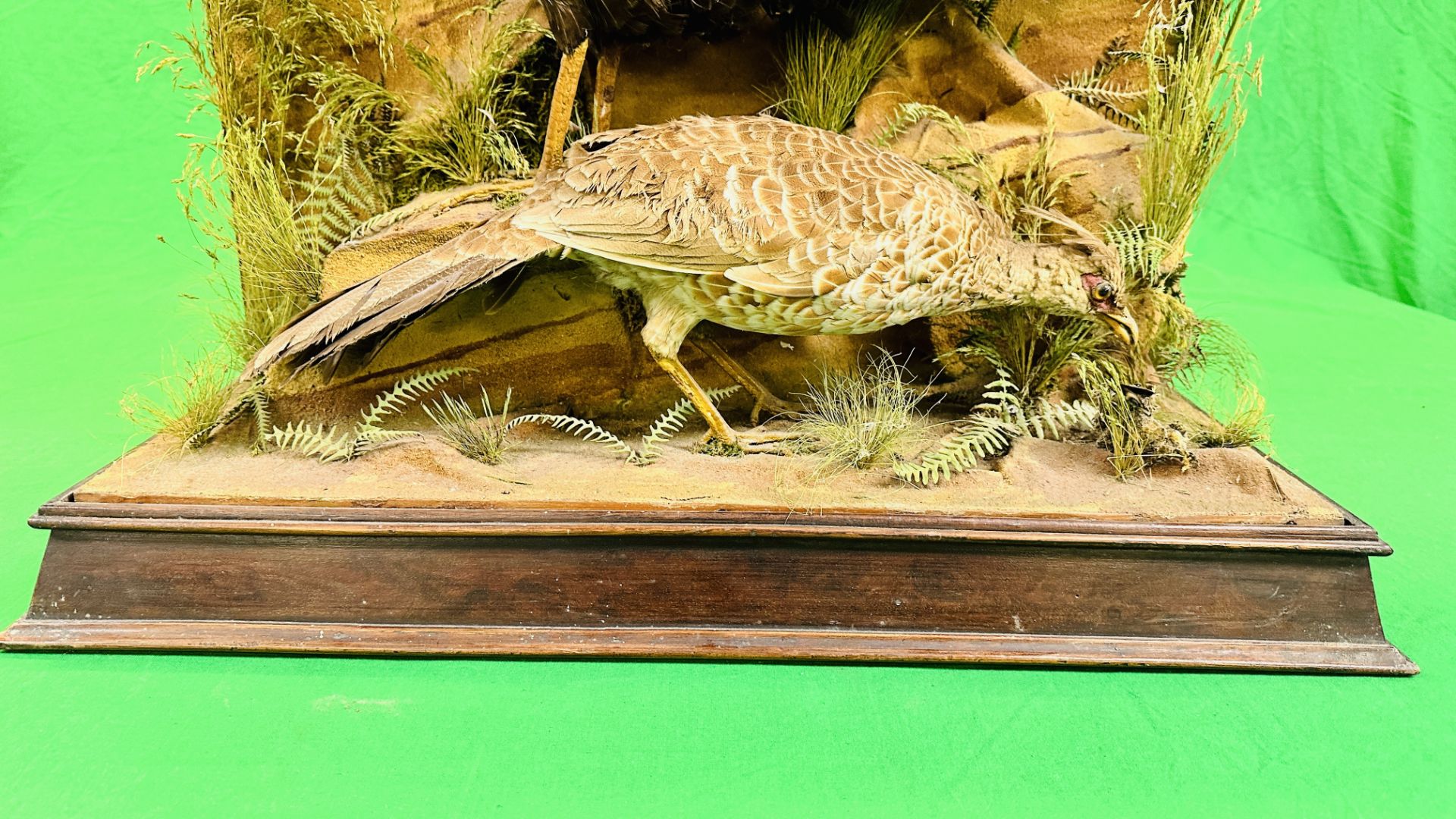 A VICTORIAN MOUNTED TAXIDERMY STUDY OF A PAIR OF CONTINENTAL PHEASANTS, - Bild 4 aus 7