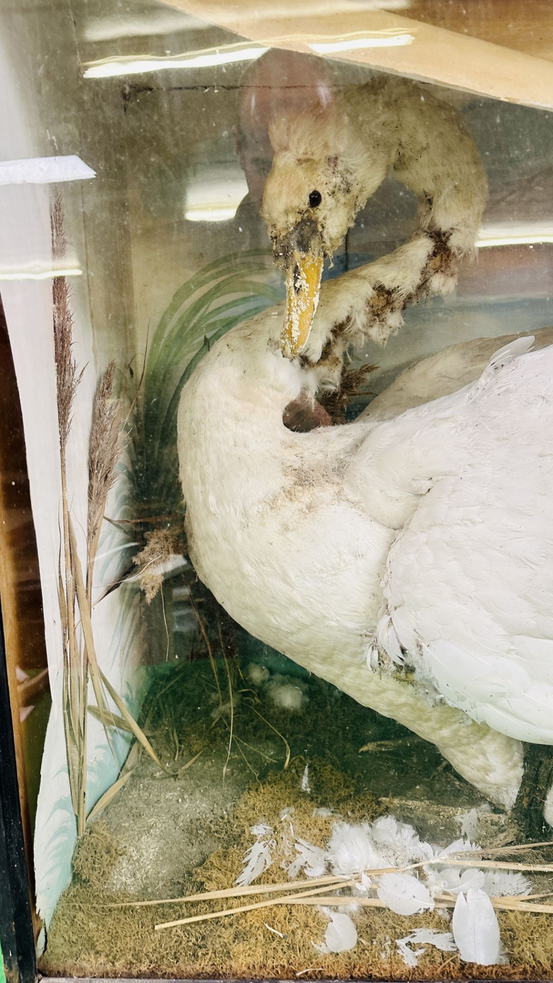 A VICTORIAN CASED TAXIDERMY STUDY OF A SWAN, - Image 2 of 10