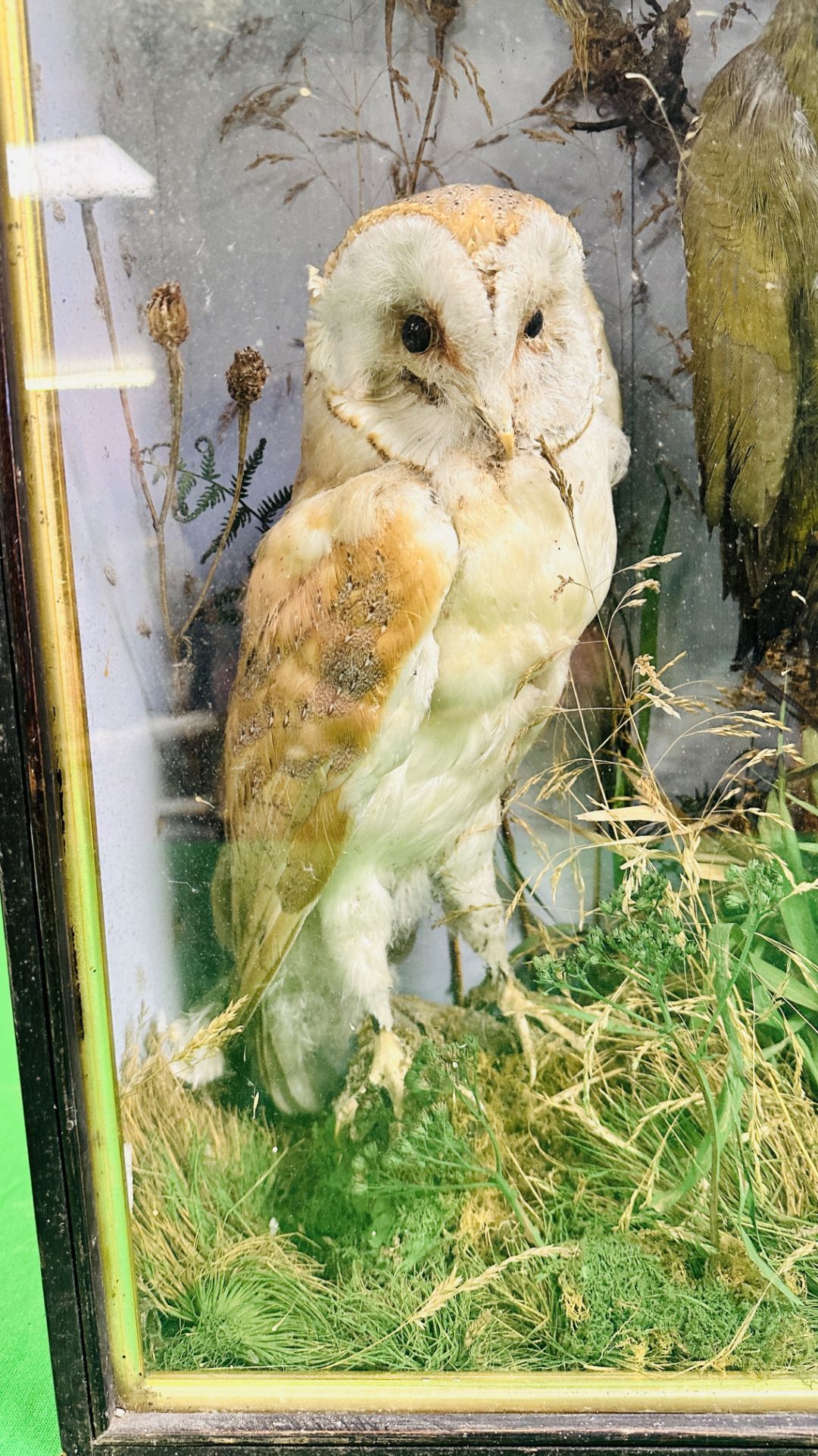 A VICTORIAN CASED TAXIDERMY STUDY OF A BARN OWL AND GREEN WOODPECKER, - Image 2 of 6