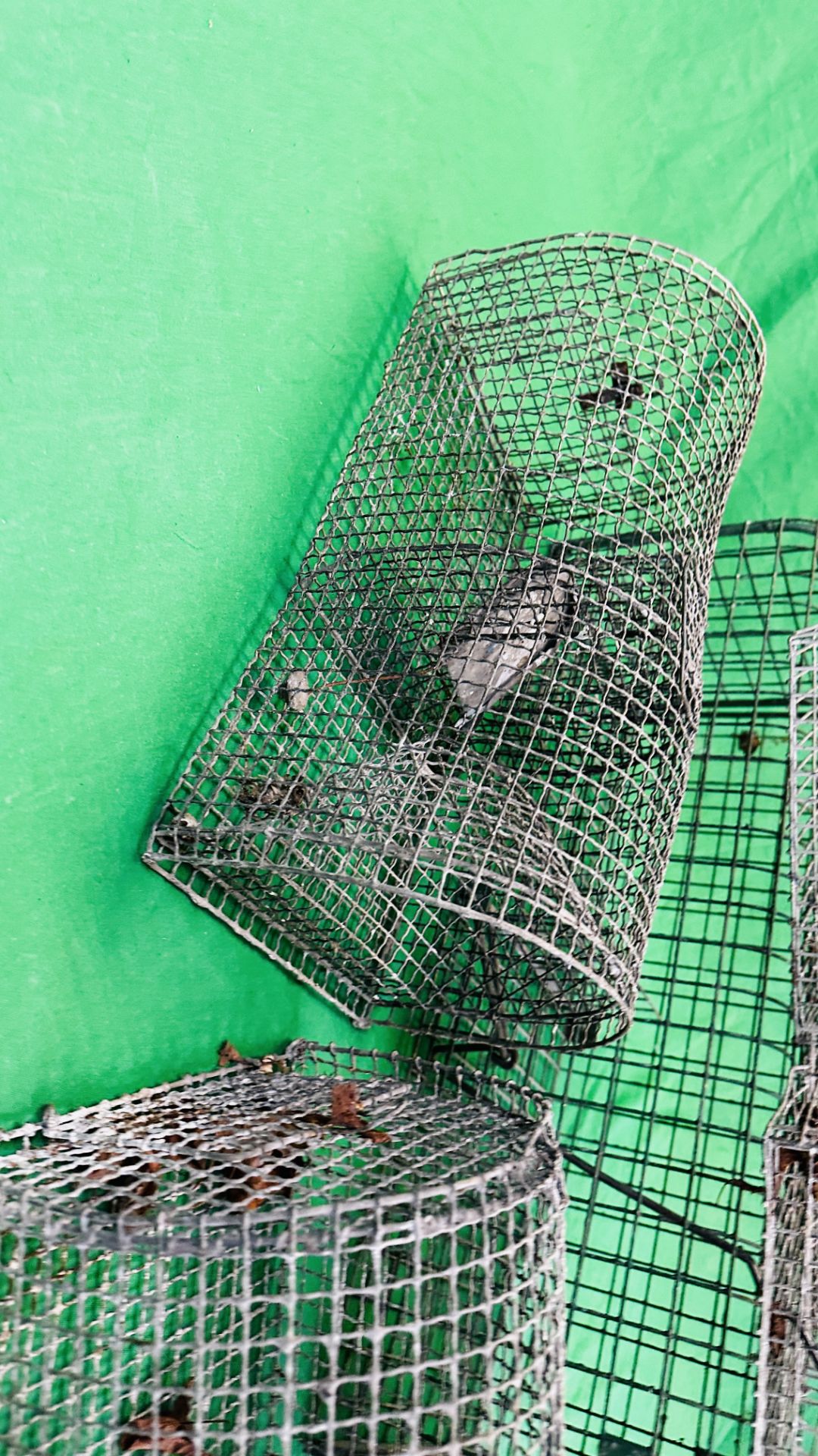 A GROUP OF FIVE HUMANE TRAPS - Image 6 of 8