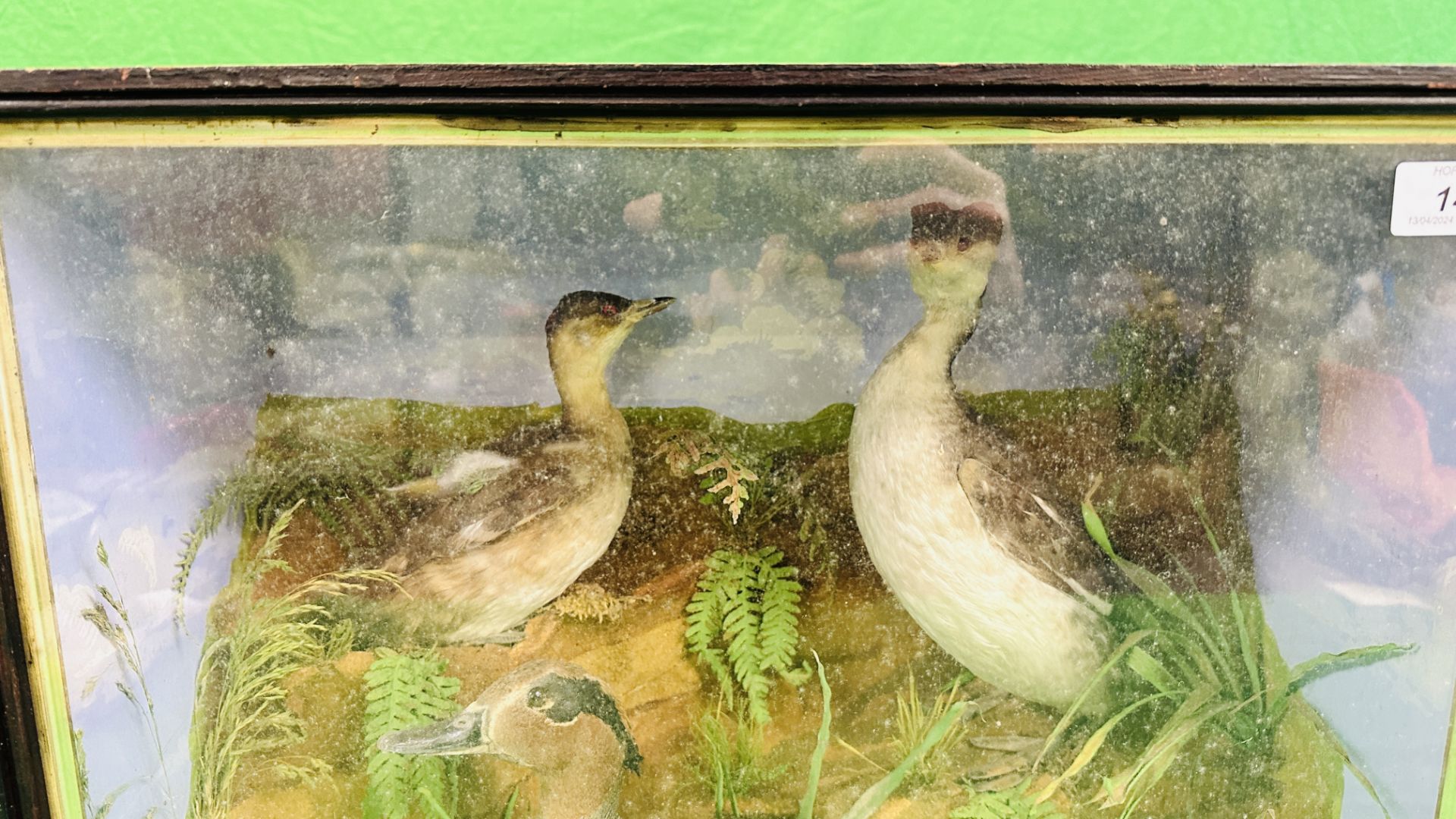 A VICTORIAN CASED TAXIDERMY STUDY DEPICTING A TEAL & TWO GREBES, - Image 2 of 7