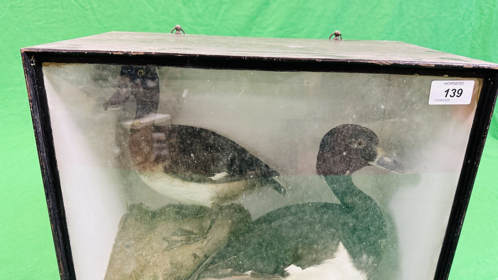 A VICTORIAN CASED TAXIDERMY STUDY OF A PAIR OF TUFTED DUCKS, IN A NATURALISTIC SETTING. - Image 8 of 9