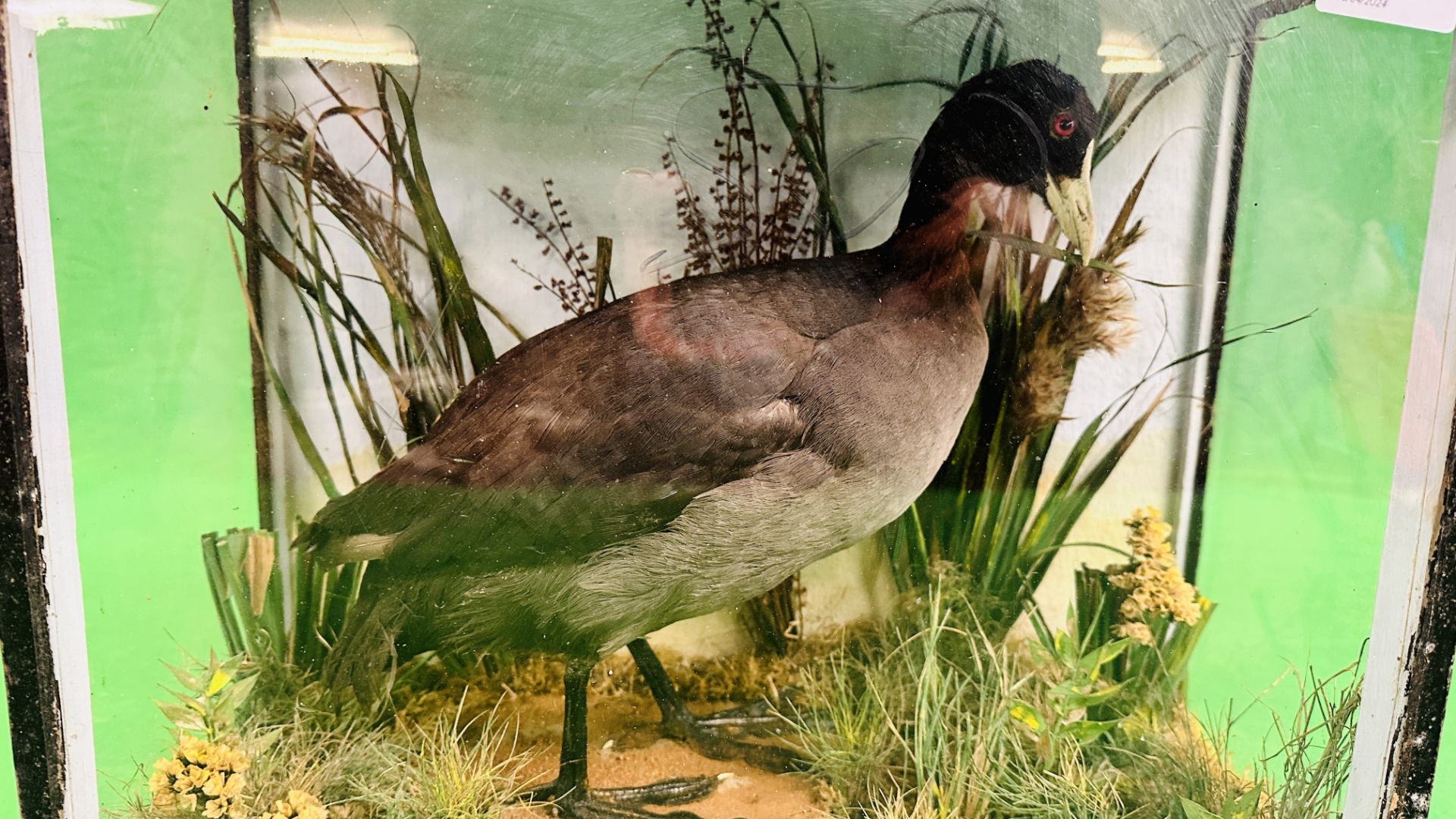 A VICTORIAN CASED TAXIDERMY STUDY OF A COOT, IN A NATURALISTIC SETTING - W 44.5CM X H 36CM X D 20CM. - Image 3 of 6