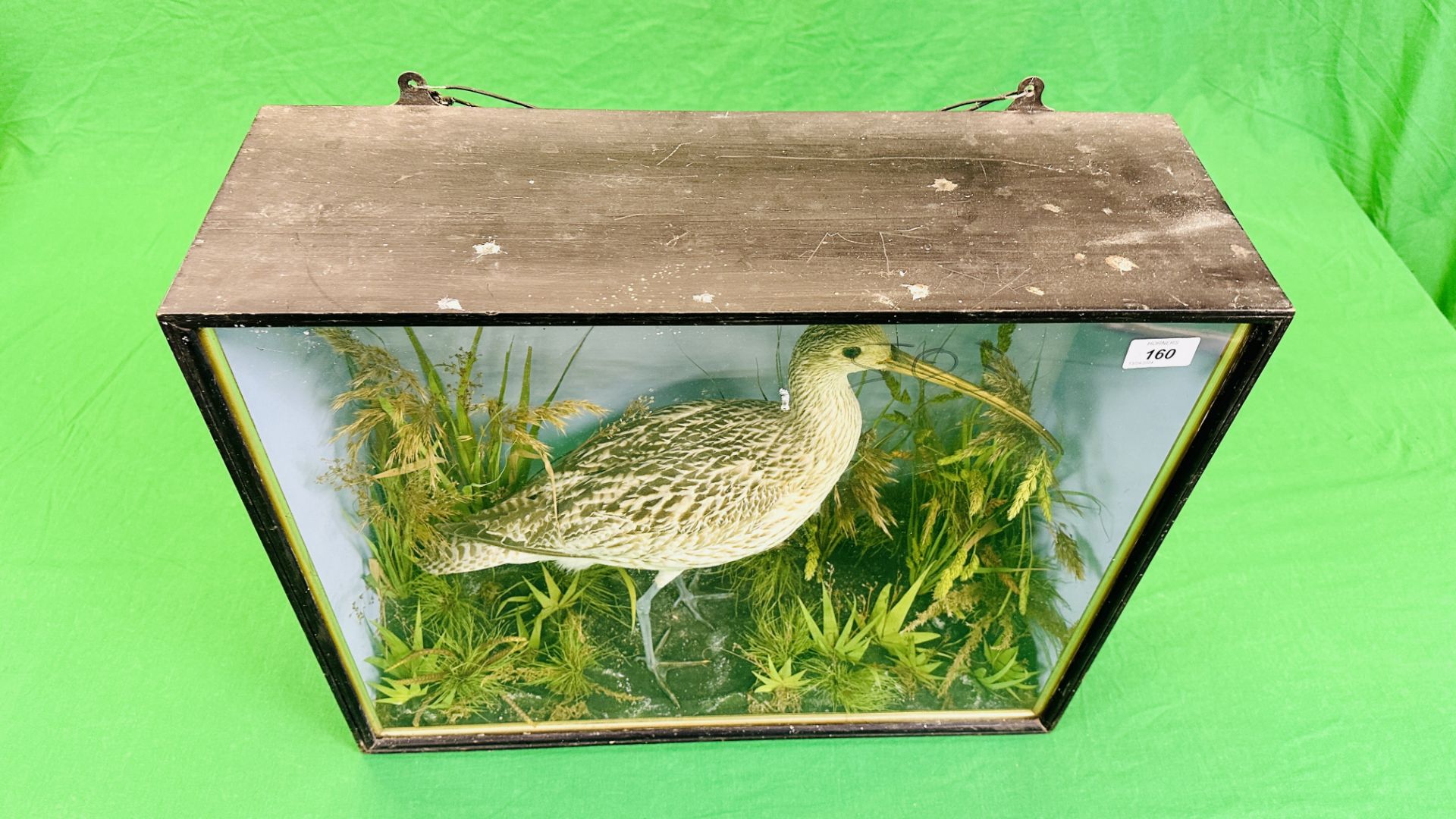A VICTORIAN CASED TAXIDERMY STUDY OF A CURLEW, IN A NATURALISTIC SETTING - W 59CM X H 48. - Bild 9 aus 11