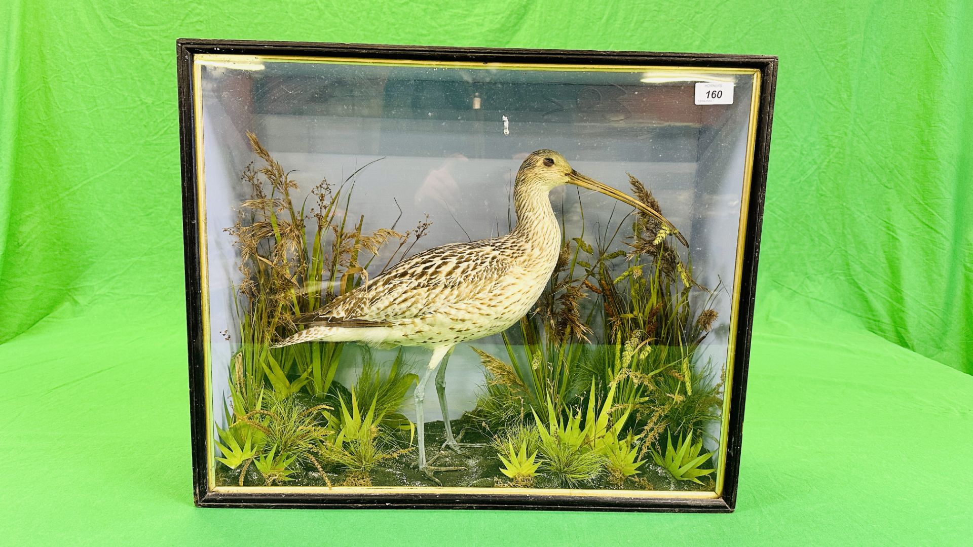 A VICTORIAN CASED TAXIDERMY STUDY OF A CURLEW, IN A NATURALISTIC SETTING - W 59CM X H 48.