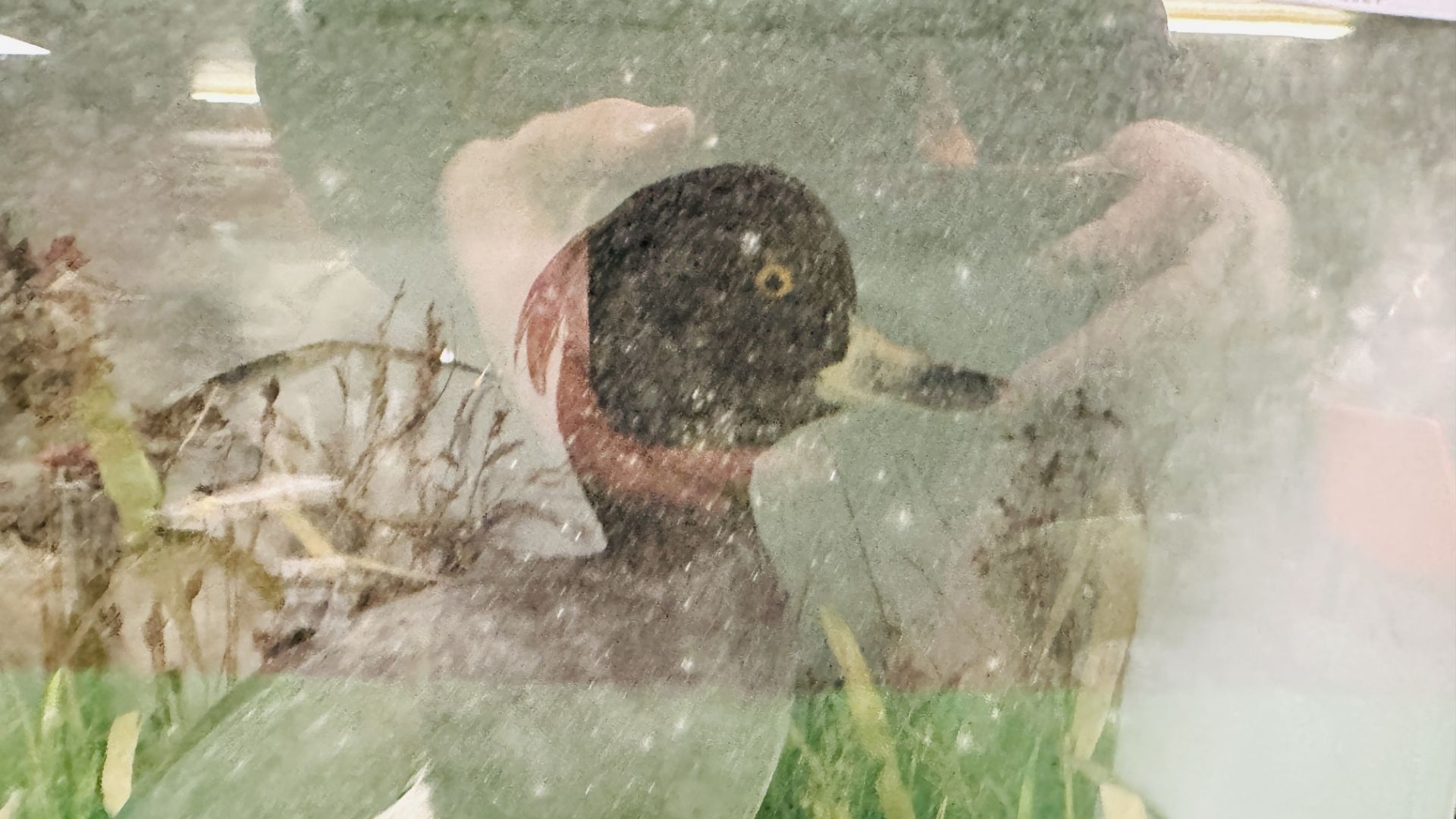 A VICTORIAN CASED TAXIDERMY STUDY OF A TUFTED DUCK, - Image 2 of 7