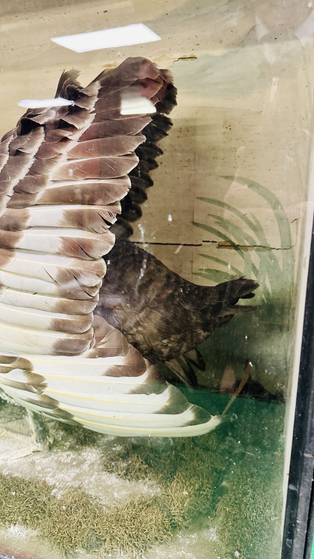 A VICTORIAN CASED TAXIDERMY STUDY OF A BLACK SWAN, IN A NATURALISTIC SETTING - W 72. - Image 4 of 8