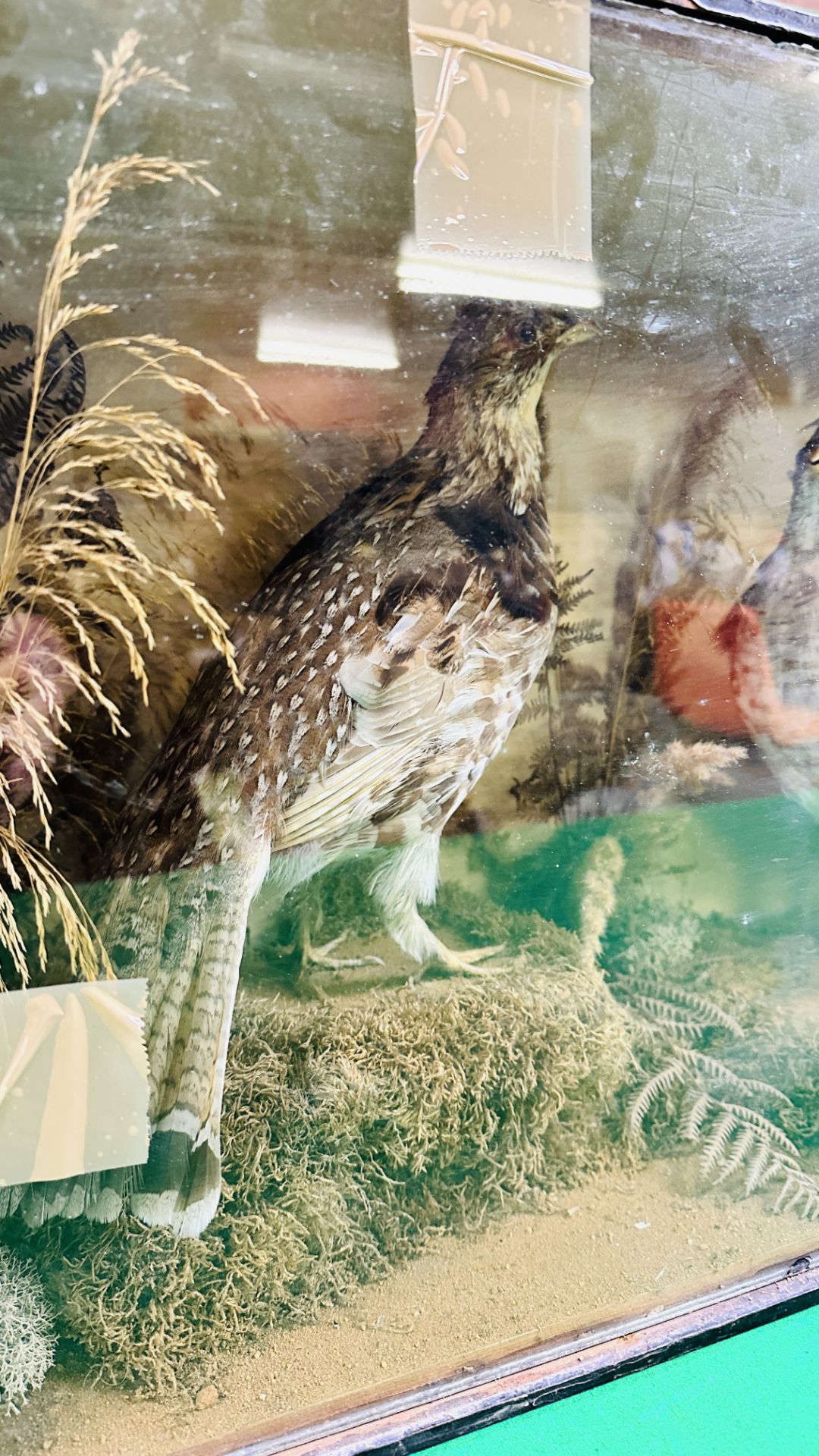 A VICTORIAN CASED TAXIDERMY STUDY OF A PAIR OF RUFFED GROUSE, - Image 6 of 10