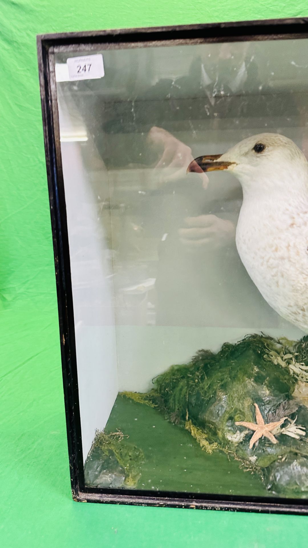 A VICTORIAN CASED TAXIDERMY STUDY OF A SEAGULL, - Image 6 of 8