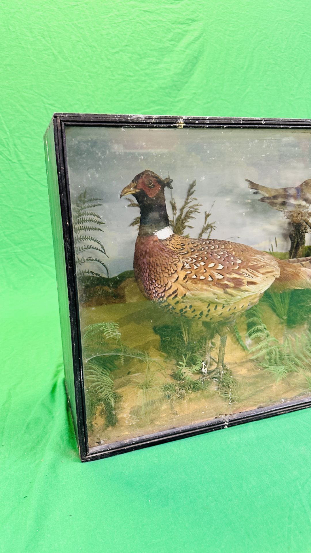 A VICTORIAN CASED TAXIDERMY STUDY DEPICTING A PAIR PHEASANTS, - Image 6 of 9