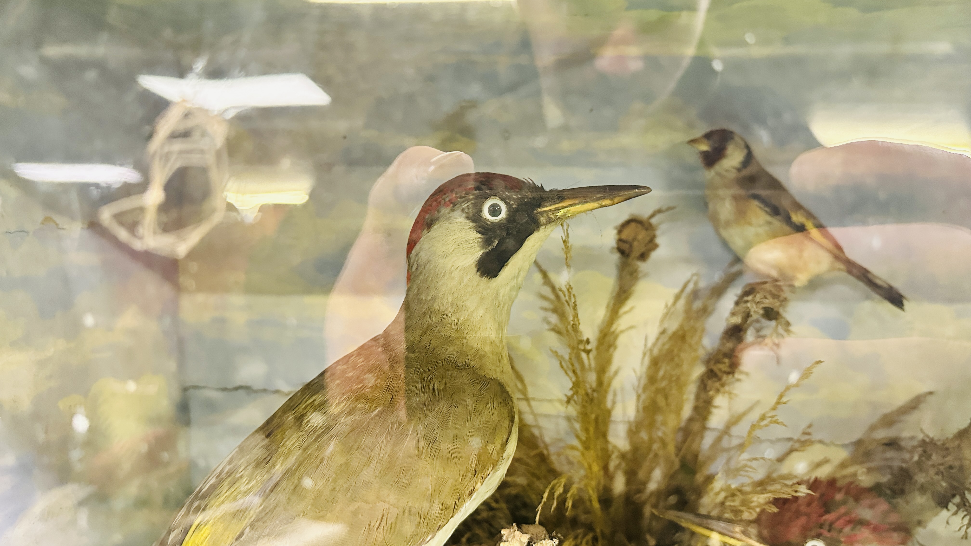 A VICTORIAN CASED TAXIDERMY STUDY OF SMALL BIRDS INCLUDING GREEN WOODPECKER HAWFINCH & LITTLE GREBE - Image 5 of 8