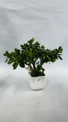 AN ESTABLISHED POTTED MONEY PLANT HOUSE PLANT, 38CM.