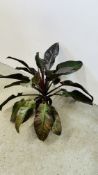 AN ESTABLISHED POTTED "PHILODENDRON IMPERIAL RED CARDINAL" HOUSE PLANT, 70CM.