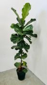 AN ESTABLISHED POTTED "FICUS LYRATA" HOUSE PLANT, H 170CM.