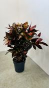 AN ESTABLISHED POTTED "CROTON / CODIAEUM VARIEGATUM" HOUSE PLANT, H 95CM.