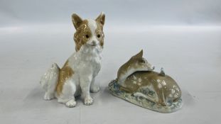 A NAO CHIHUAHUA STUDY ALONG WITH A REX BAMBI.