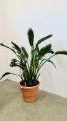 AN ESTABLISHED POTTED "BIRD OF PARADISE" HOUSE PLANT, H 150CM.