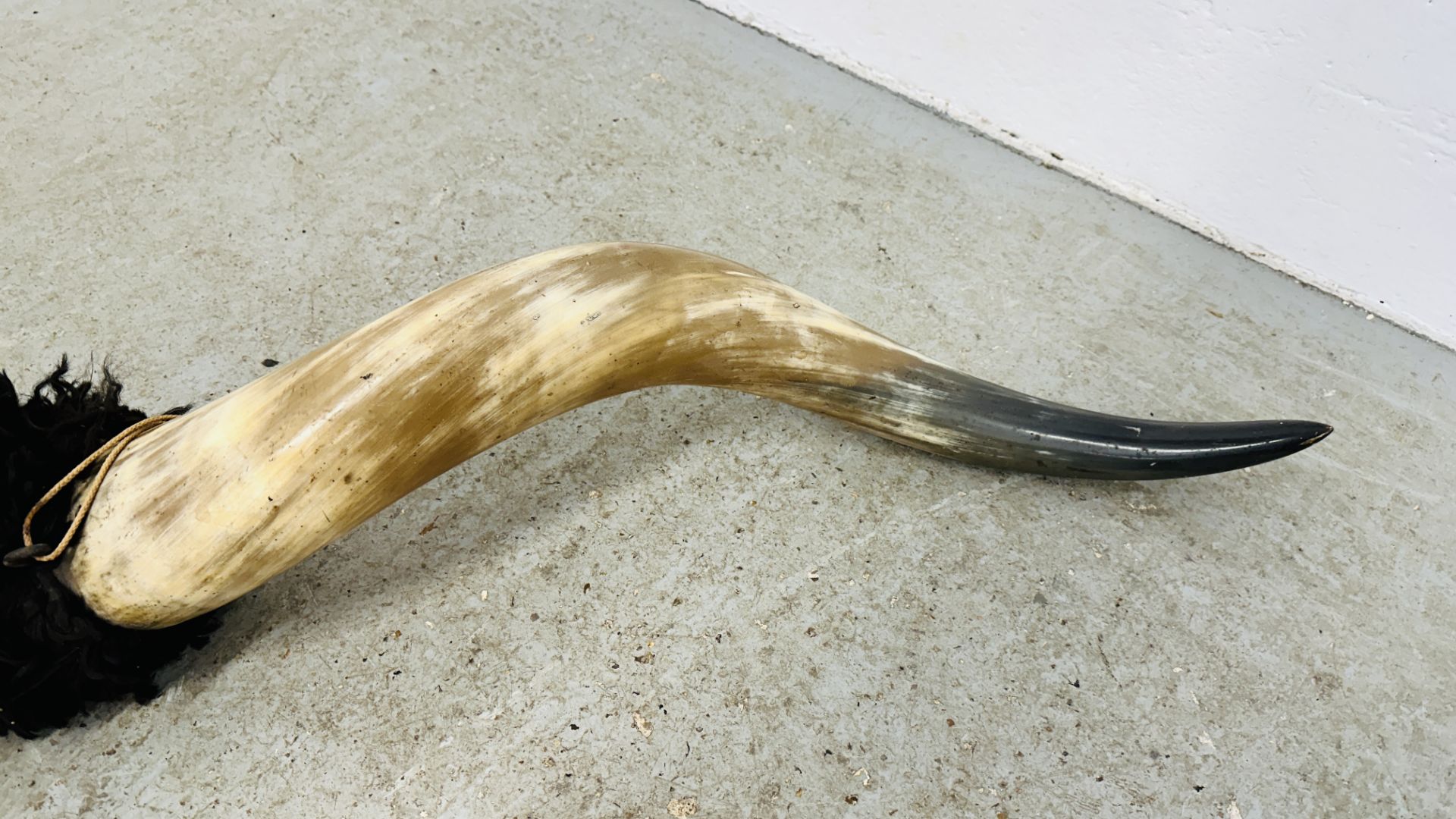 A PAIR OF LARGE MOUNTED COW HORNS, WIDTH 174CM. - Image 5 of 5