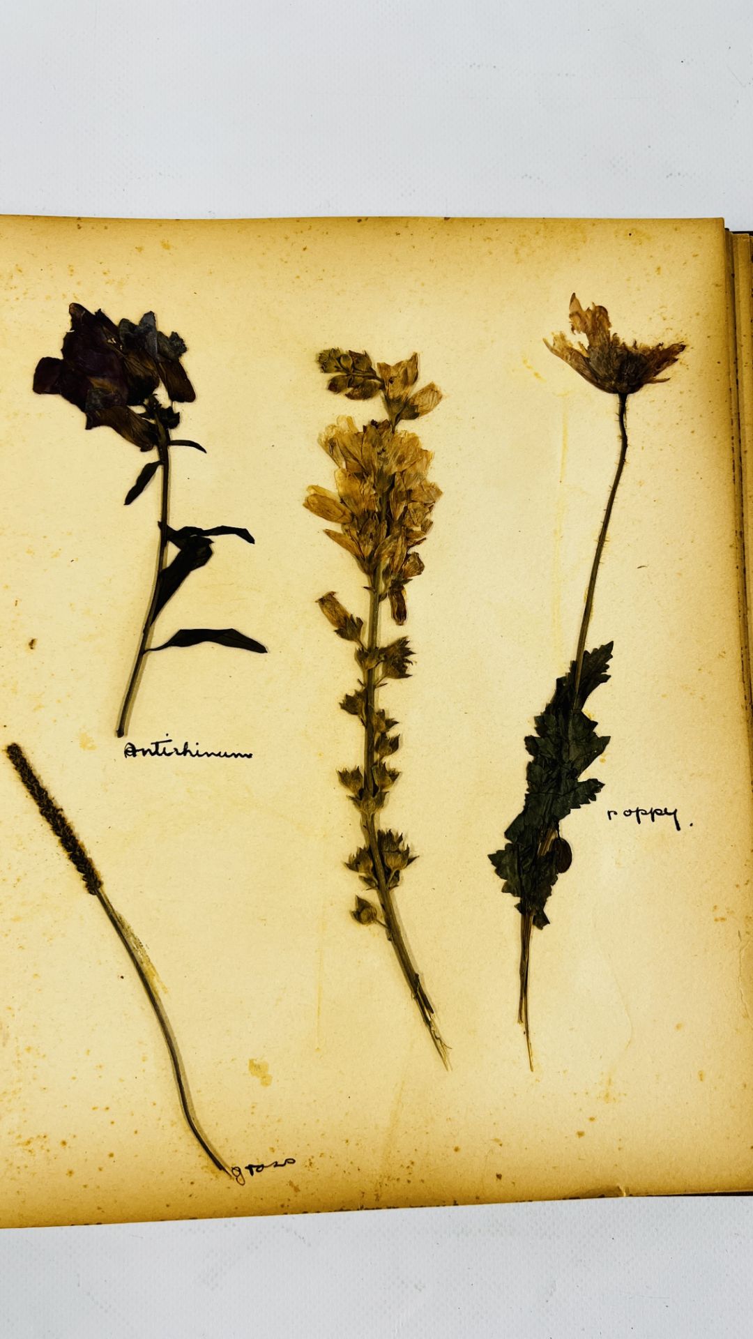 AN ALBUM OF 20TH CENTURY OF PRESSED BOTANICAL STUDIES. - Bild 6 aus 10