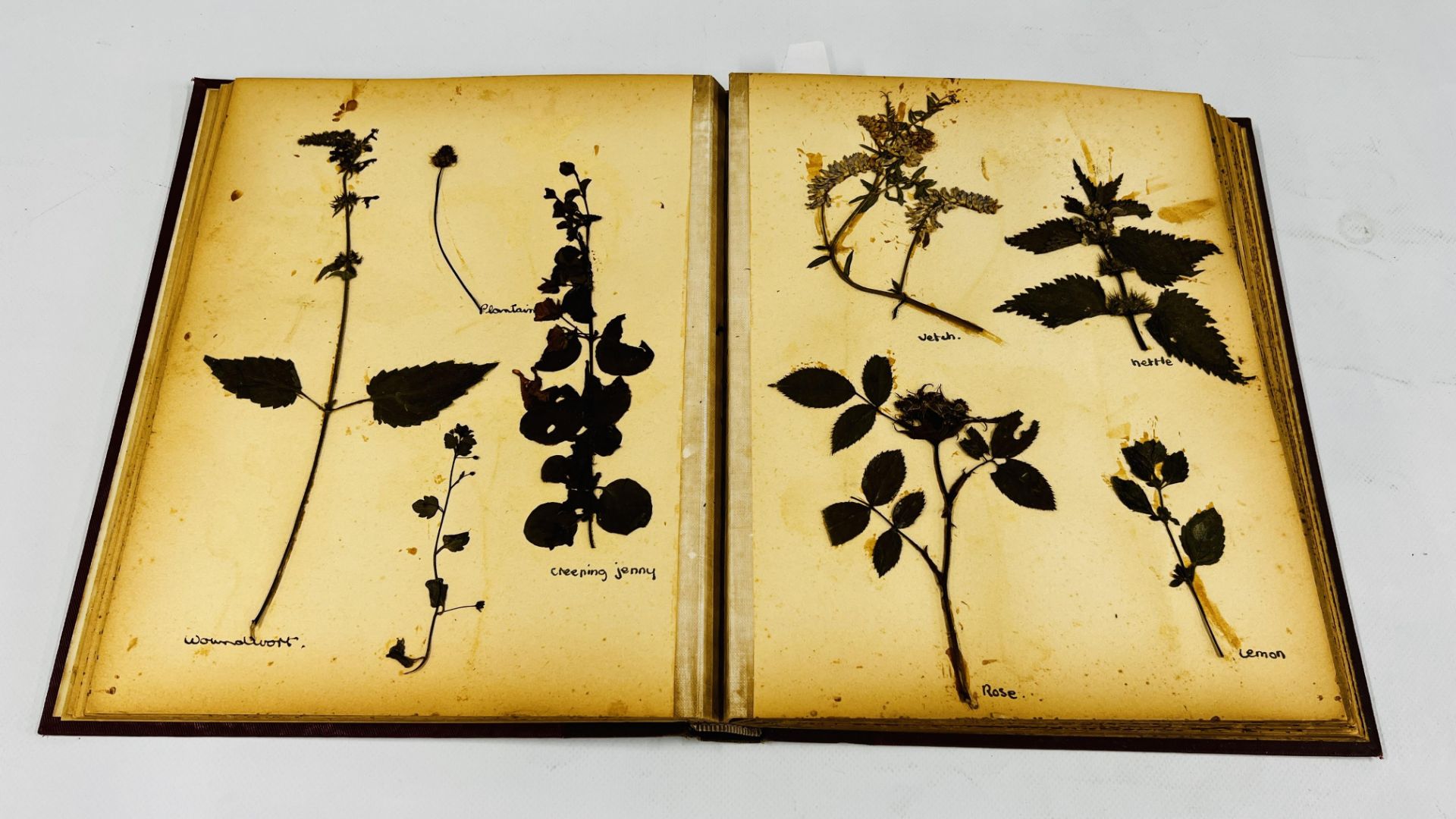 AN ALBUM OF 20TH CENTURY OF PRESSED BOTANICAL STUDIES.