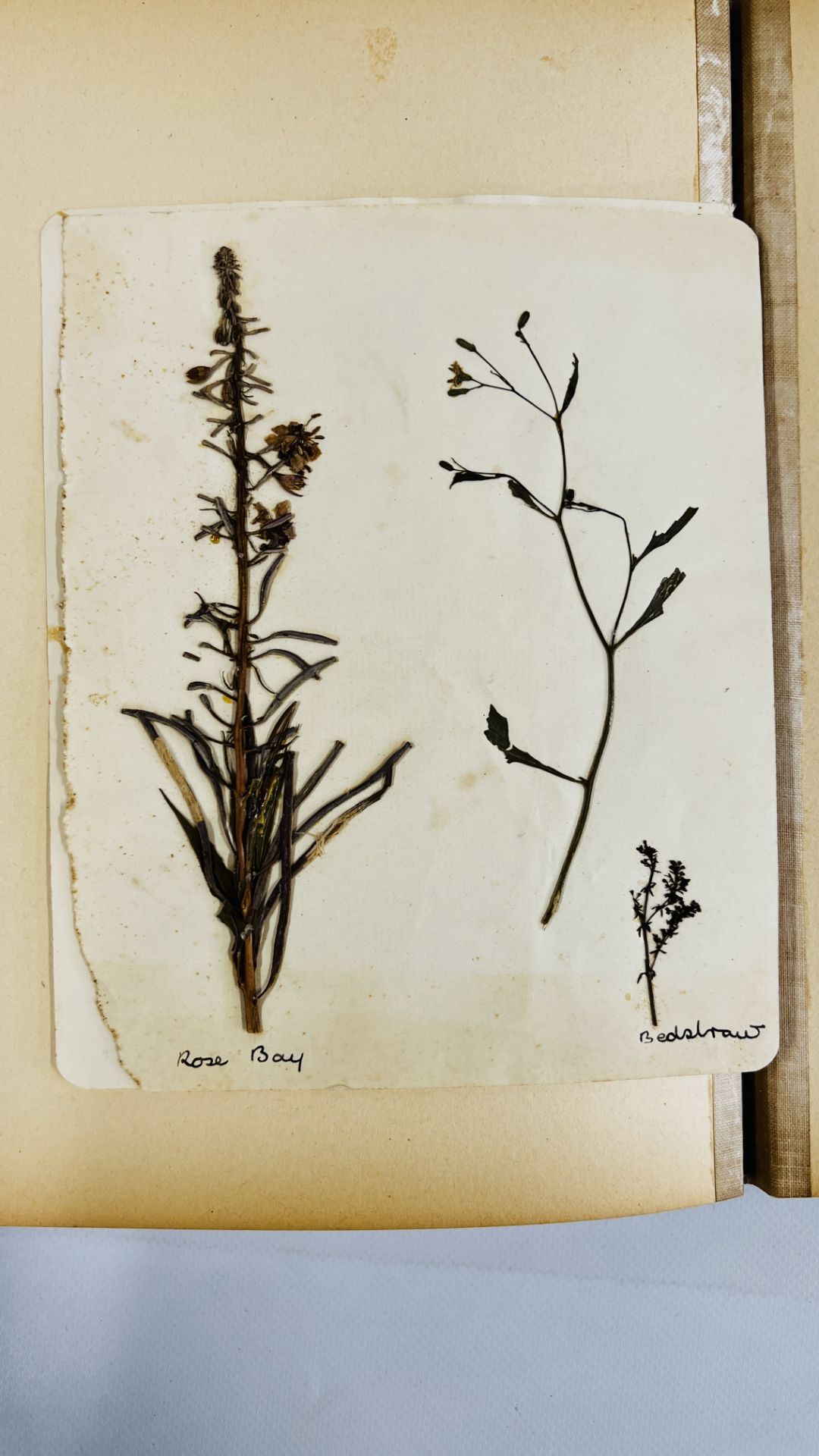 AN ALBUM OF 20TH CENTURY OF PRESSED BOTANICAL STUDIES. - Bild 7 aus 10