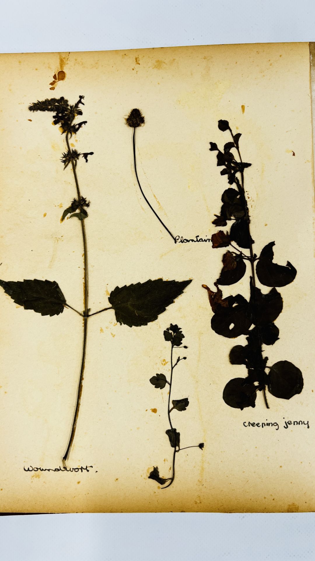 AN ALBUM OF 20TH CENTURY OF PRESSED BOTANICAL STUDIES. - Bild 2 aus 10