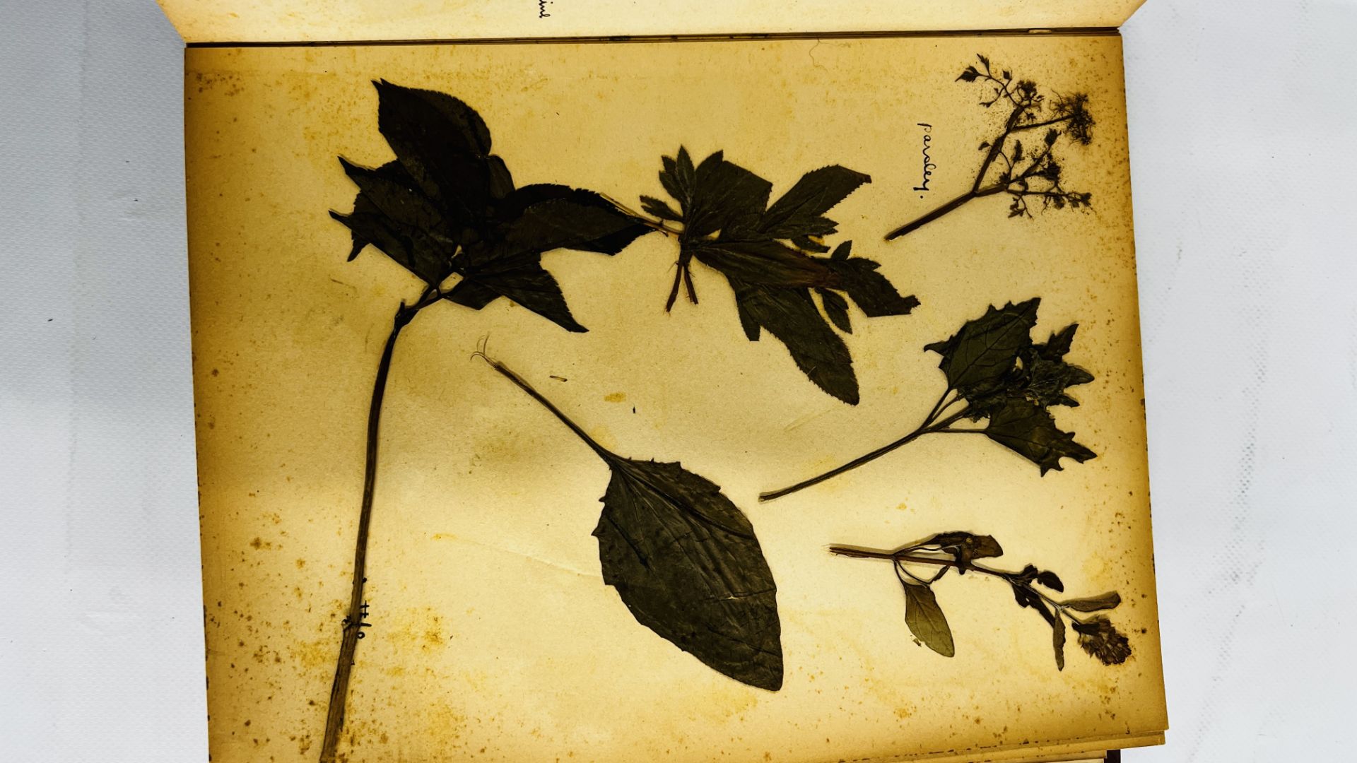 AN ALBUM OF 20TH CENTURY OF PRESSED BOTANICAL STUDIES. - Bild 8 aus 10