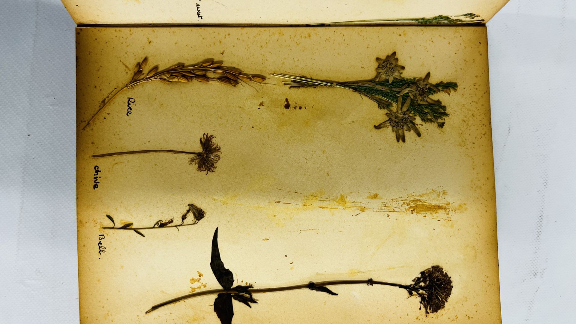 AN ALBUM OF 20TH CENTURY OF PRESSED BOTANICAL STUDIES. - Image 9 of 10