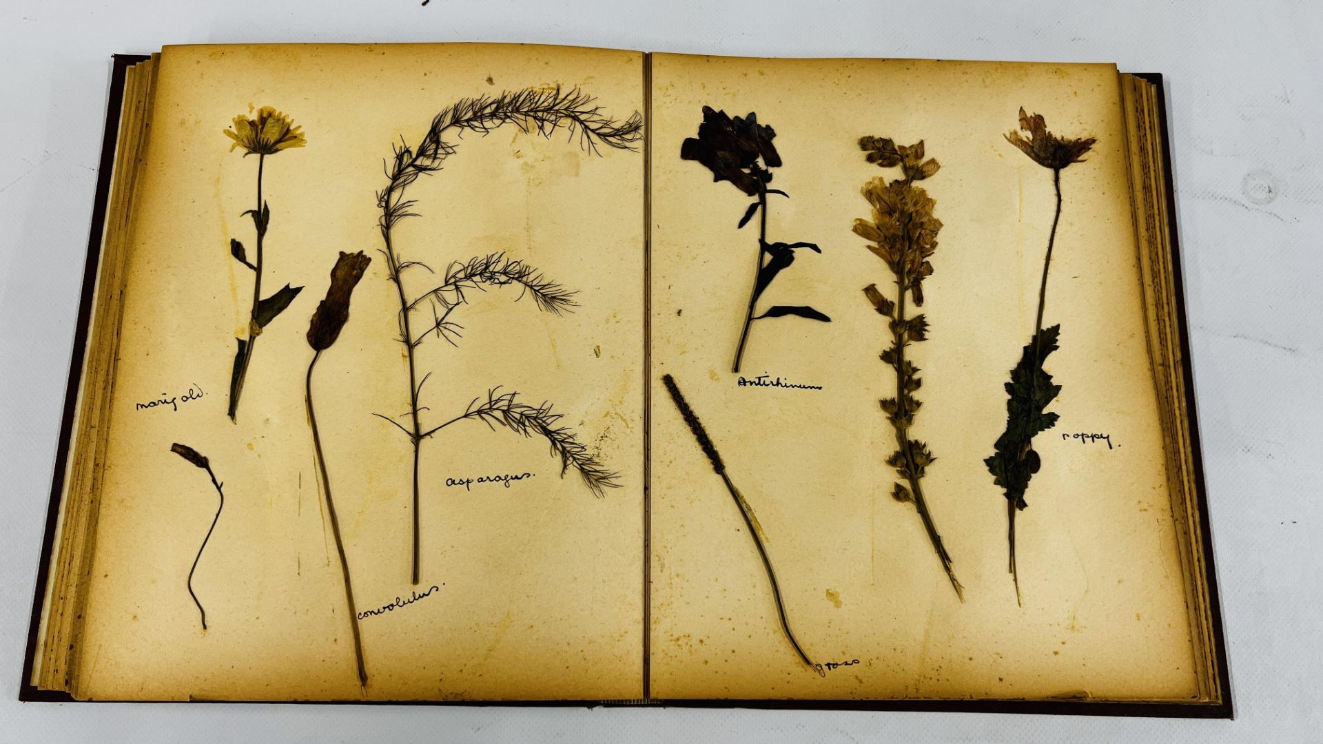 AN ALBUM OF 20TH CENTURY OF PRESSED BOTANICAL STUDIES. - Bild 4 aus 10