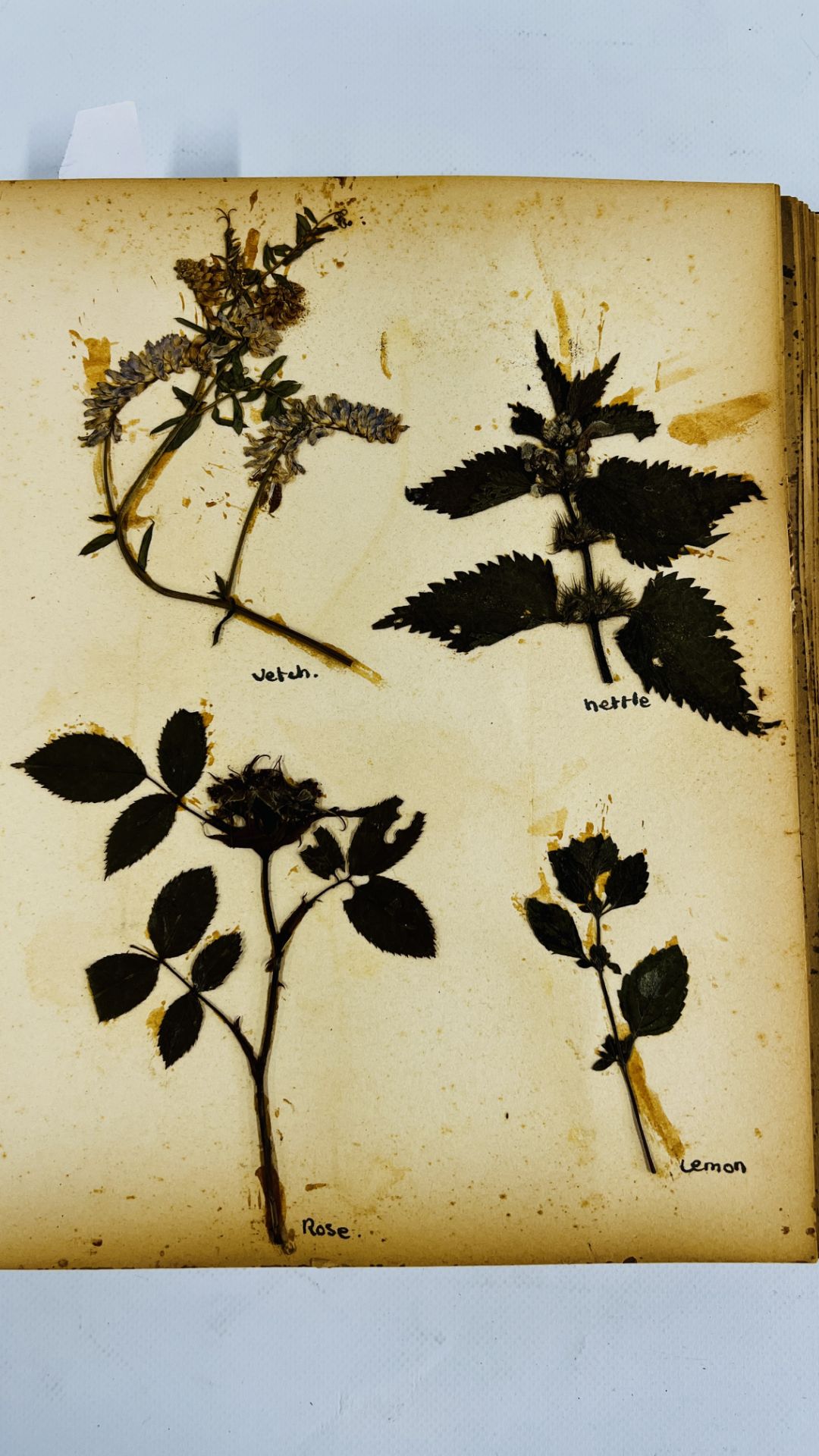 AN ALBUM OF 20TH CENTURY OF PRESSED BOTANICAL STUDIES. - Bild 3 aus 10