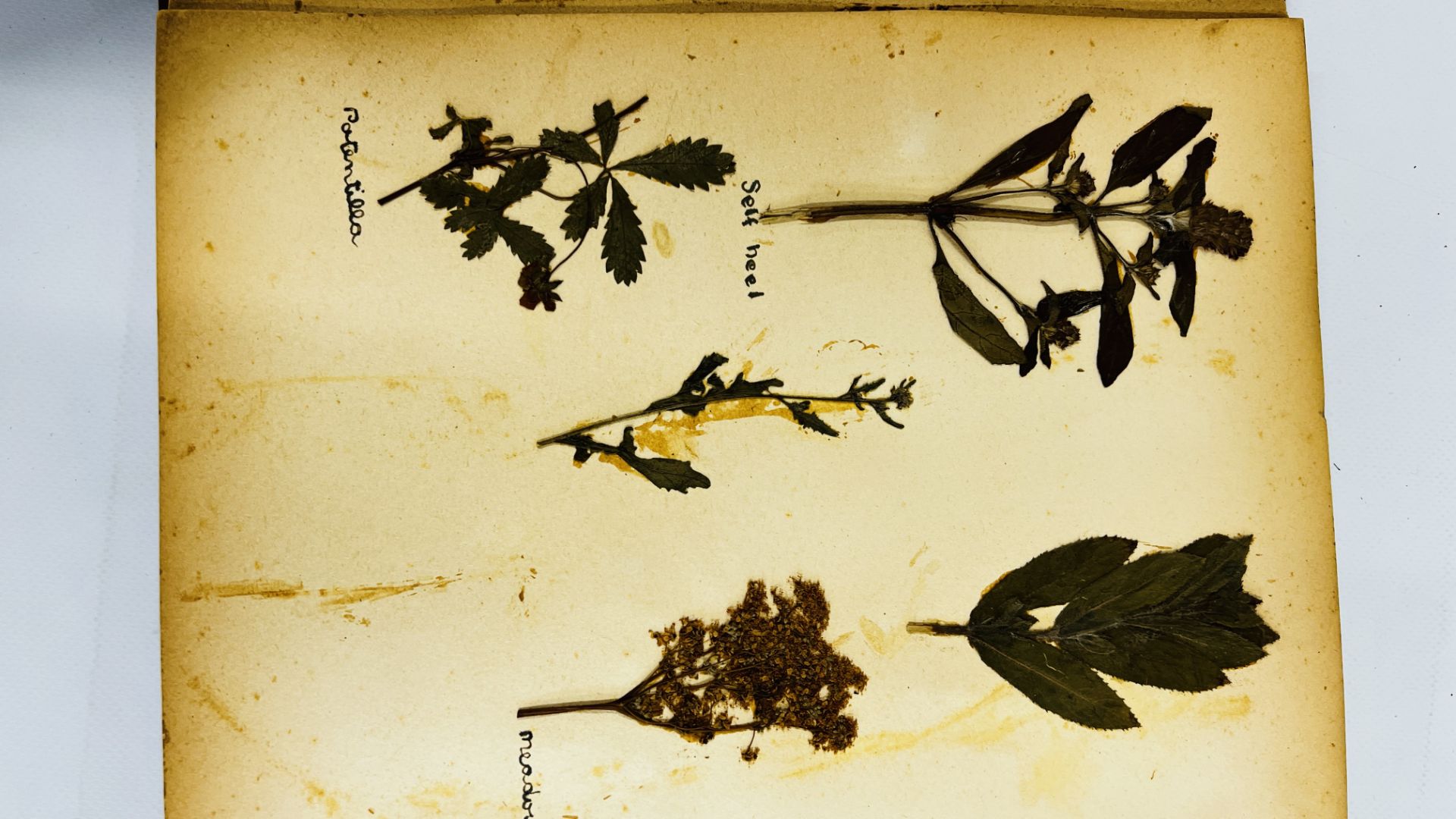 AN ALBUM OF 20TH CENTURY OF PRESSED BOTANICAL STUDIES. - Image 10 of 10