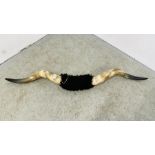 A PAIR OF LARGE MOUNTED COW HORNS, WIDTH 174CM.