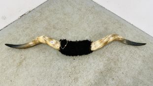 A PAIR OF LARGE MOUNTED COW HORNS, WIDTH 174CM.