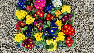 24 X PRIMROSE PLANTS 11CM POTS (2 TRAYS).