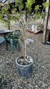 A VERY LARGE CYLINDRICAL SLATE EFFECT GARDEN PLANTER CONTAINING ORNAMENTAL TREE, POT DIAMETER 46CM,