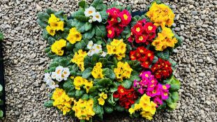 24 X PRIMROSE PLANTS 11CM POTS (2 TRAYS).