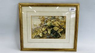 A FRAMED WATERCOLOUR "STUDY OF HOPS" UNSIGNED W 22 X H 15CM.