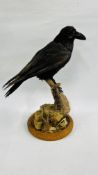 TAXIDERMY STUDY OF A CROW.